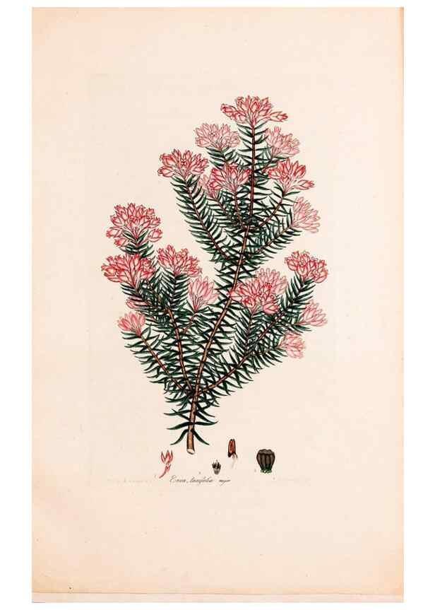 Reproducción/Reproduction 49157127123: Coloured engravings of heaths :. London :Published by the Author. Printed by T. Bensley,1802-09 [1830?]. 