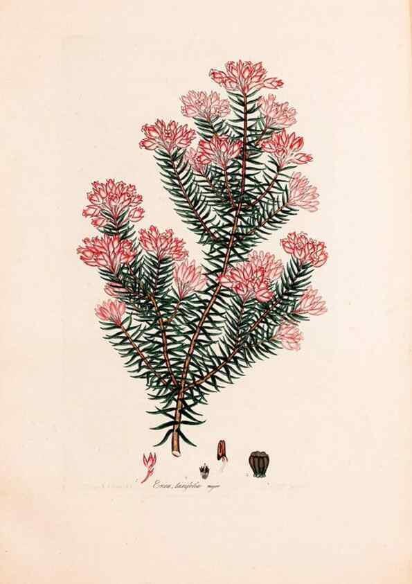 Reproducción/Reproduction 49157127123: Coloured engravings of heaths :. London :Published by the Author. Printed by T. Bensley,1802-09 [1830?]. 