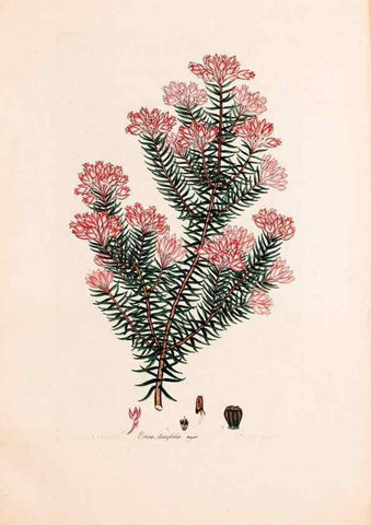 Reproducción/Reproduction 49157127123: Coloured engravings of heaths :. London :Published by the Author. Printed by T. Bensley,1802-09 [1830?]. 