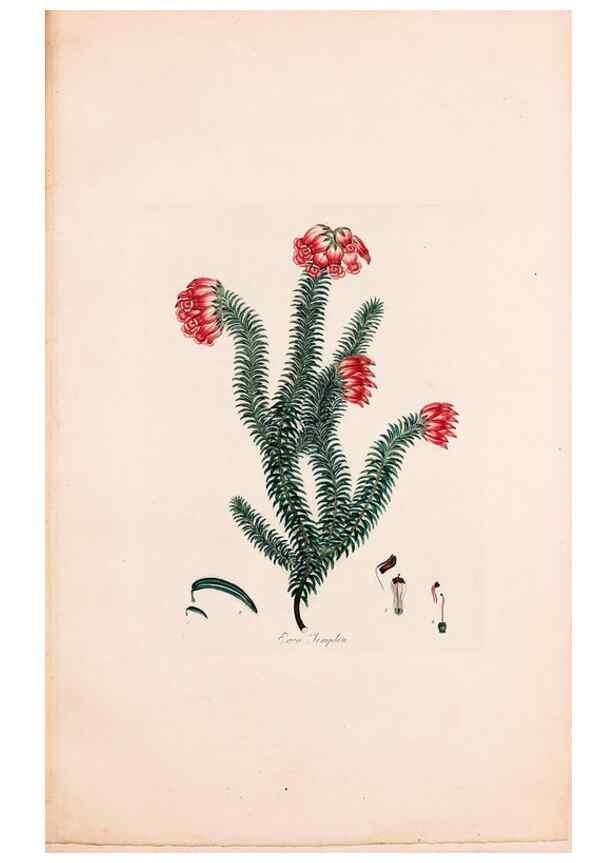 Reproducción/Reproduction 49157837522: Coloured engravings of heaths :. London :Published by the Author. Printed by T. Bensley,1802-09 [1830?]. 