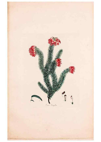 Reproducción/Reproduction 49157837522: Coloured engravings of heaths :. London :Published by the Author. Printed by T. Bensley,1802-09 [1830?]. 