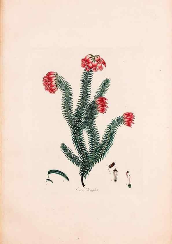 Reproducción/Reproduction 49157837522: Coloured engravings of heaths :. London :Published by the Author. Printed by T. Bensley,1802-09 [1830?]. 