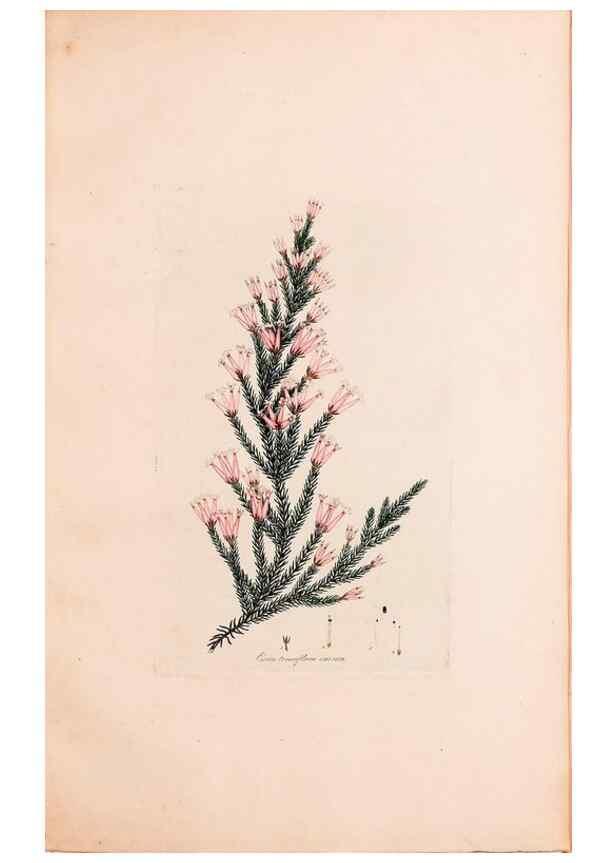 Reproducción/Reproduction 49157837837: Coloured engravings of heaths :. London :Published by the Author. Printed by T. Bensley,1802-09 [1830?]. 