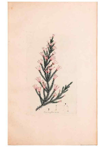 Reproducción/Reproduction 49157837837: Coloured engravings of heaths :. London :Published by the Author. Printed by T. Bensley,1802-09 [1830?]. 