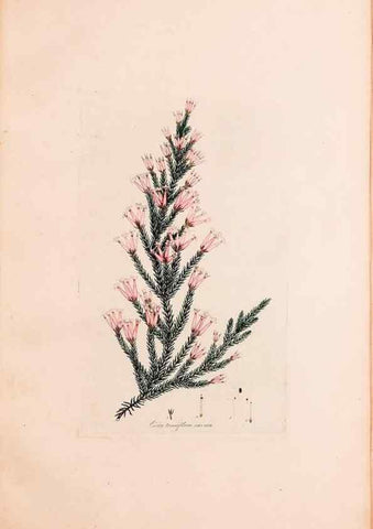 Reproducción/Reproduction 49157837837: Coloured engravings of heaths :. London :Published by the Author. Printed by T. Bensley,1802-09 [1830?]. 