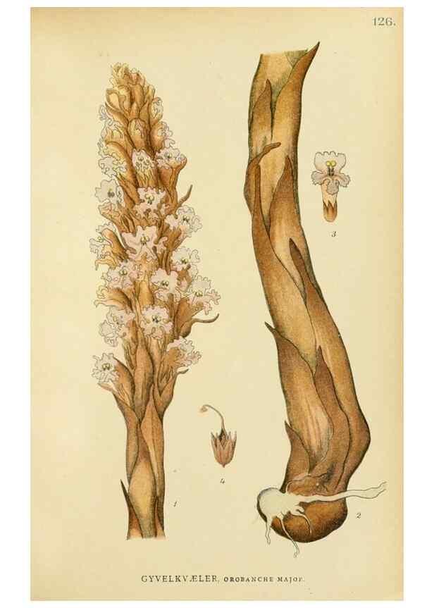 Reproducción/Reproduction 49157218458: Billeder af Nordens flora,. København,G.E.C. Gad,1901-1903 [i.e. 1907]. 