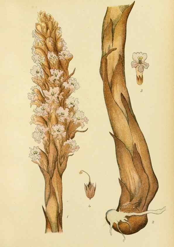 Reproducción/Reproduction 49157218458: Billeder af Nordens flora,. København,G.E.C. Gad,1901-1903 [i.e. 1907]. 