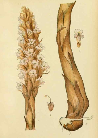 Reproducción/Reproduction 49157218458: Billeder af Nordens flora,. København,G.E.C. Gad,1901-1903 [i.e. 1907]. 