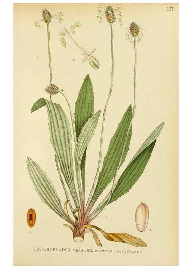 Reproducción/Reproduction 49157929067: Billeder af Nordens flora,. København,G.E.C. Gad,1901-1903 [i.e. 1907]. 