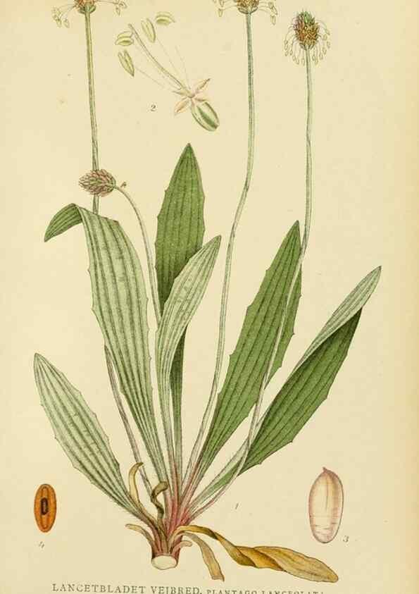 Reproducción/Reproduction 49157929067: Billeder af Nordens flora,. København,G.E.C. Gad,1901-1903 [i.e. 1907]. 