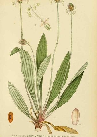 Reproducción/Reproduction 49157929067: Billeder af Nordens flora,. København,G.E.C. Gad,1901-1903 [i.e. 1907]. 