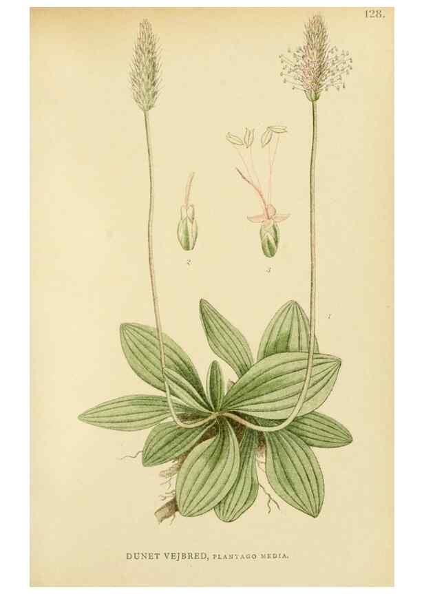 Reproducción/Reproduction 49157929397: Billeder af Nordens flora,. København,G.E.C. Gad,1901-1903 [i.e. 1907]. 
