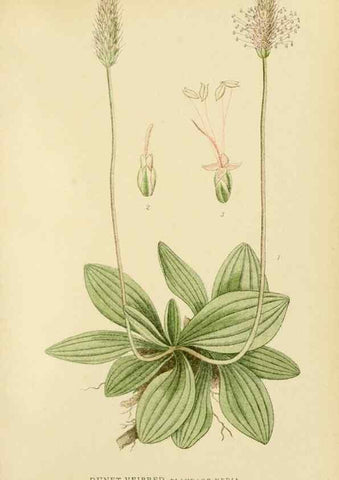Reproducción/Reproduction 49157929397: Billeder af Nordens flora,. København,G.E.C. Gad,1901-1903 [i.e. 1907]. 