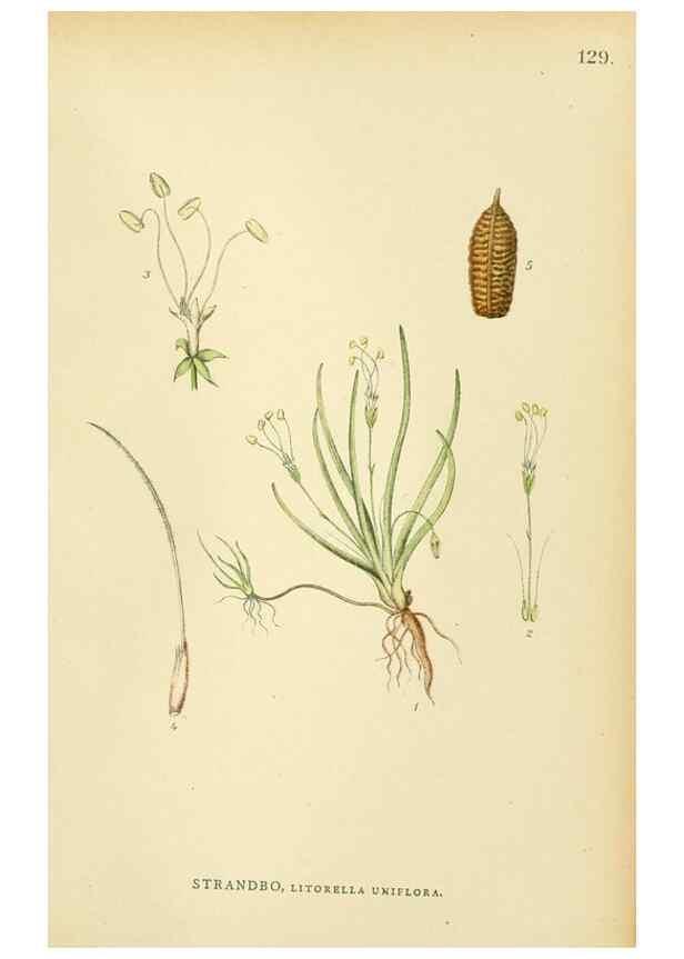 Reproducción/Reproduction 49157707606: Billeder af Nordens flora,. København,G.E.C. Gad,1901-1903 [i.e. 1907]. 