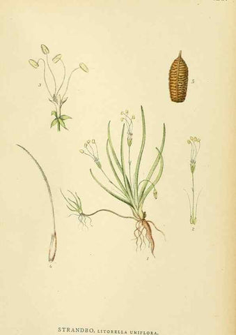 Reproducción/Reproduction 49157707606: Billeder af Nordens flora,. København,G.E.C. Gad,1901-1903 [i.e. 1907]. 