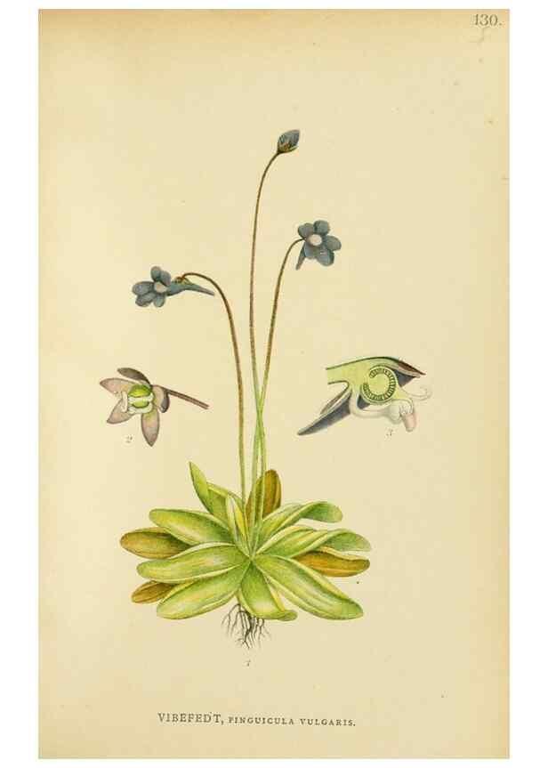 Reproducción/Reproduction 49157219643: Billeder af Nordens flora,. København,G.E.C. Gad,1901-1903 [i.e. 1907]. 