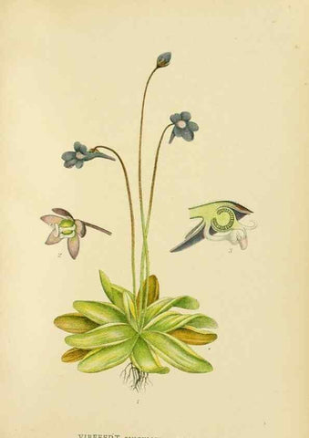 Reproducción/Reproduction 49157219643: Billeder af Nordens flora,. København,G.E.C. Gad,1901-1903 [i.e. 1907]. 