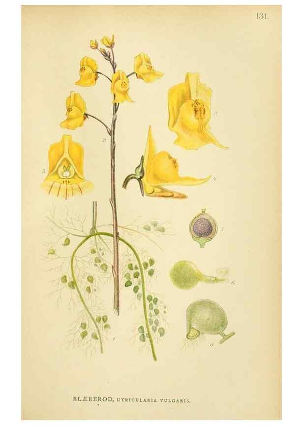 Reproducción/Reproduction 49157930322: Billeder af Nordens flora,. København,G.E.C. Gad,1901-1903 [i.e. 1907]. 