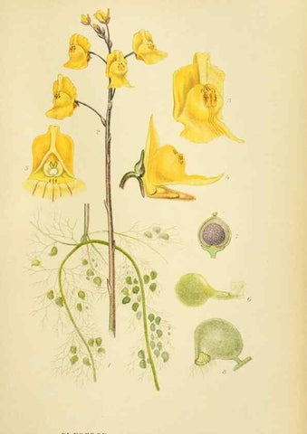 Reproducción/Reproduction 49157930322: Billeder af Nordens flora,. København,G.E.C. Gad,1901-1903 [i.e. 1907]. 