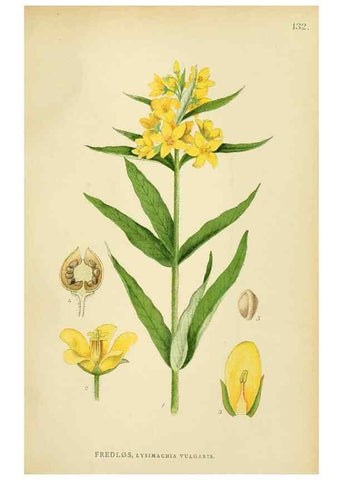 Reproducción/Reproduction 49157930567: Billeder af Nordens flora,. København,G.E.C. Gad,1901-1903 [i.e. 1907]. 
