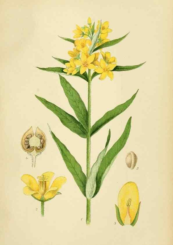 Reproducción/Reproduction 49157930567: Billeder af Nordens flora,. København,G.E.C. Gad,1901-1903 [i.e. 1907]. 