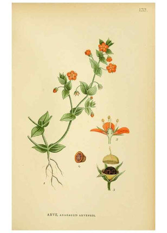 Reproducción/Reproduction 49157930867: Billeder af Nordens flora,. København,G.E.C. Gad,1901-1903 [i.e. 1907]. 