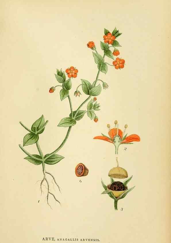 Reproducción/Reproduction 49157930867: Billeder af Nordens flora,. København,G.E.C. Gad,1901-1903 [i.e. 1907]. 