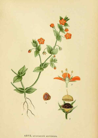 Reproducción/Reproduction 49157930867: Billeder af Nordens flora,. København,G.E.C. Gad,1901-1903 [i.e. 1907]. 