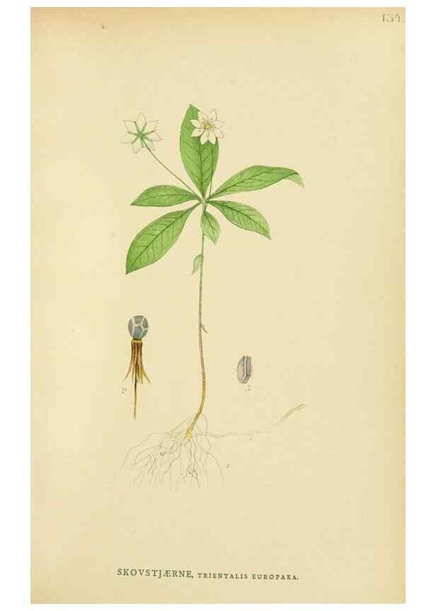 Reproducción/Reproduction 49157931152: Billeder af Nordens flora,. København,G.E.C. Gad,1901-1903 [i.e. 1907]. 