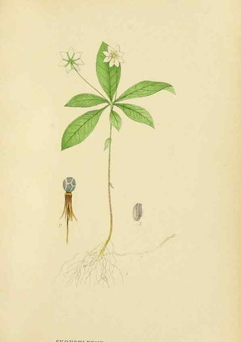 Reproducción/Reproduction 49157931152: Billeder af Nordens flora,. København,G.E.C. Gad,1901-1903 [i.e. 1907]. 