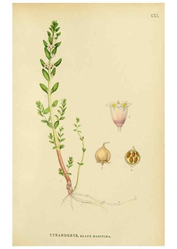 Reproducción/Reproduction 49157931387: Billeder af Nordens flora,. København,G.E.C. Gad,1901-1903 [i.e. 1907]. 