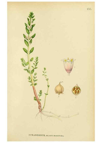 Reproducción/Reproduction 49157931387: Billeder af Nordens flora,. København,G.E.C. Gad,1901-1903 [i.e. 1907]. 