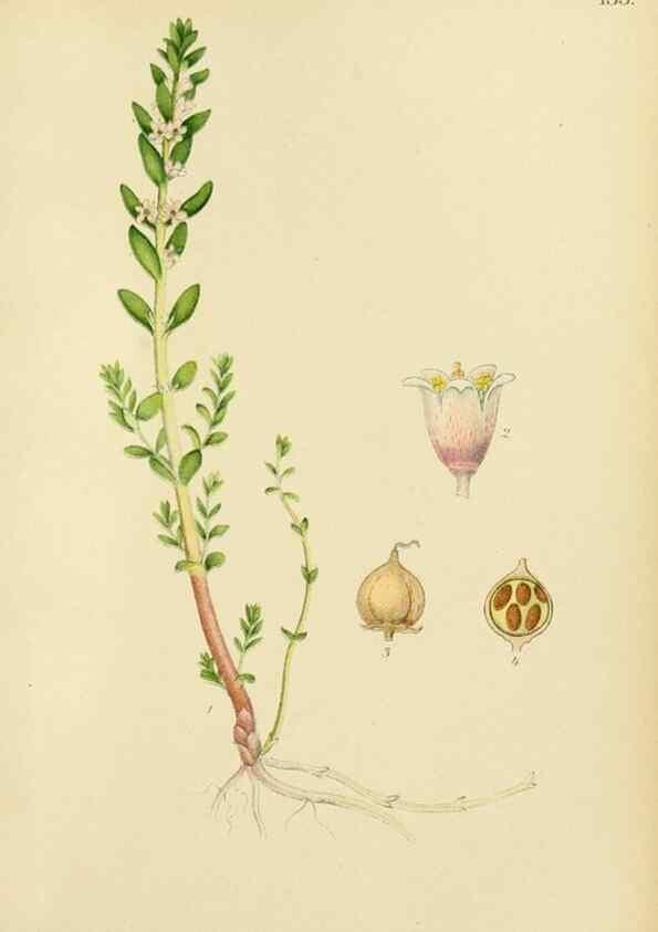 Reproducción/Reproduction 49157931387: Billeder af Nordens flora,. København,G.E.C. Gad,1901-1903 [i.e. 1907]. 