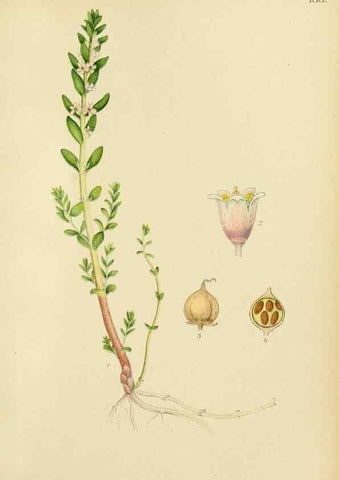 Reproducción/Reproduction 49157931387: Billeder af Nordens flora,. København,G.E.C. Gad,1901-1903 [i.e. 1907]. 