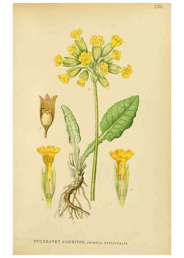 Reproducción/Reproduction 49157931742: Billeder af Nordens flora,. København,G.E.C. Gad,1901-1903 [i.e. 1907]. 