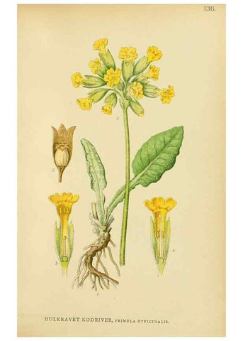 Reproducción/Reproduction 49157931742: Billeder af Nordens flora,. København,G.E.C. Gad,1901-1903 [i.e. 1907]. 