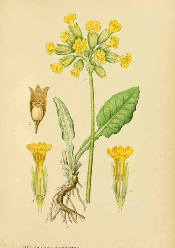 Reproducción/Reproduction 49157931742: Billeder af Nordens flora,. København,G.E.C. Gad,1901-1903 [i.e. 1907]. 