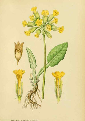 Reproducción/Reproduction 49157931742: Billeder af Nordens flora,. København,G.E.C. Gad,1901-1903 [i.e. 1907]. 
