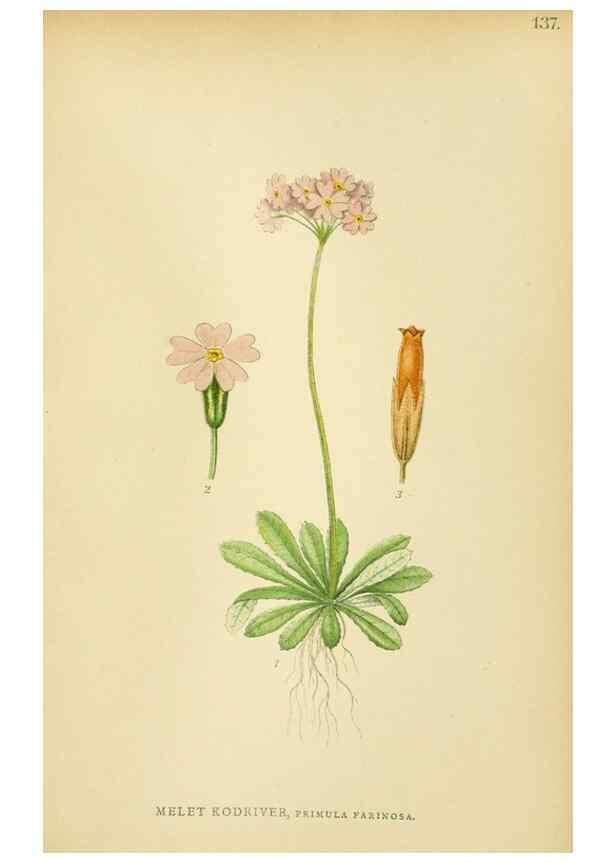 Reproducción/Reproduction 49157221513: Billeder af Nordens flora,. København,G.E.C. Gad,1901-1903 [i.e. 1907]. 