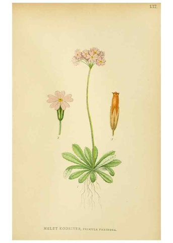 Reproducción/Reproduction 49157221513: Billeder af Nordens flora,. København,G.E.C. Gad,1901-1903 [i.e. 1907]. 