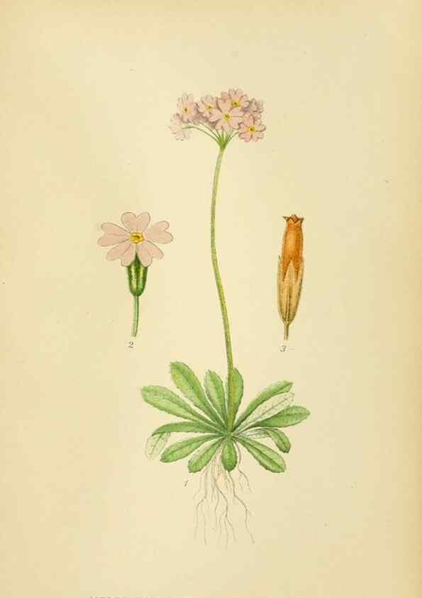 Reproducción/Reproduction 49157221513: Billeder af Nordens flora,. København,G.E.C. Gad,1901-1903 [i.e. 1907]. 