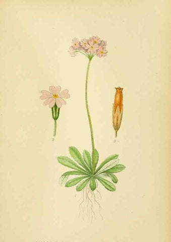 Reproducción/Reproduction 49157221513: Billeder af Nordens flora,. København,G.E.C. Gad,1901-1903 [i.e. 1907]. 