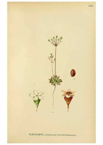 Reproducción/Reproduction 49157221773: Billeder af Nordens flora,. København,G.E.C. Gad,1901-1903 [i.e. 1907]. 