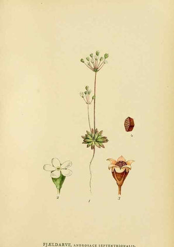 Reproducción/Reproduction 49157221773: Billeder af Nordens flora,. København,G.E.C. Gad,1901-1903 [i.e. 1907]. 
