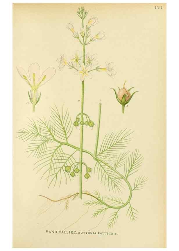 Reproducción/Reproduction 49157932492: Billeder af Nordens flora,. København,G.E.C. Gad,1901-1903 [i.e. 1907]. 