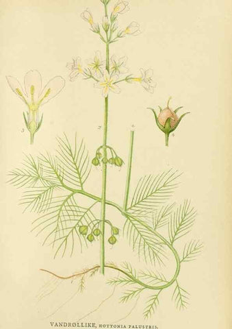 Reproducción/Reproduction 49157932492: Billeder af Nordens flora,. København,G.E.C. Gad,1901-1903 [i.e. 1907]. 