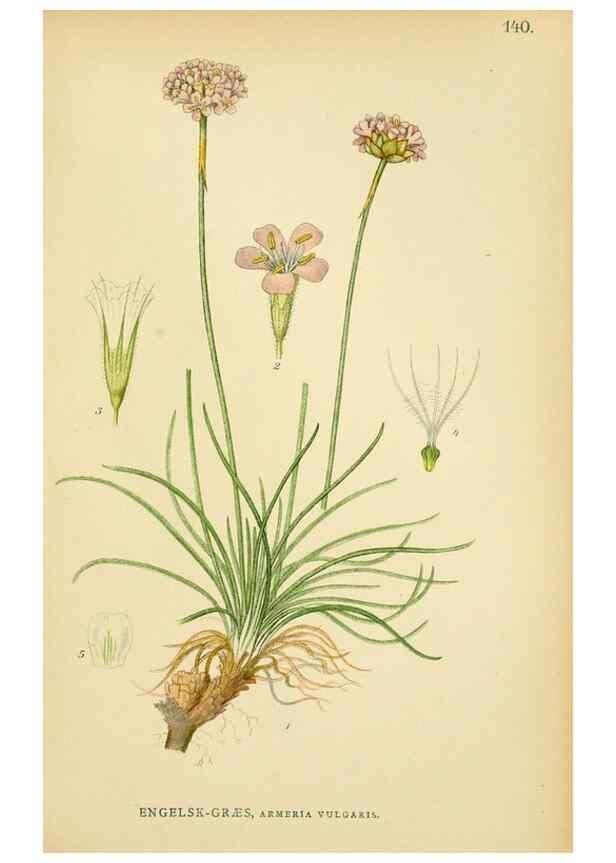 Reproducción/Reproduction 49157222388: Billeder af Nordens flora,. København,G.E.C. Gad,1901-1903 [i.e. 1907]. 