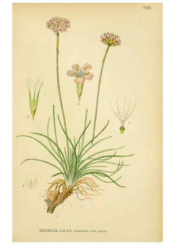 Reproducción/Reproduction 49157222388: Billeder af Nordens flora,. København,G.E.C. Gad,1901-1903 [i.e. 1907]. 