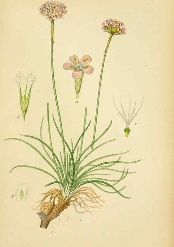 Reproducción/Reproduction 49157222388: Billeder af Nordens flora,. København,G.E.C. Gad,1901-1903 [i.e. 1907]. 