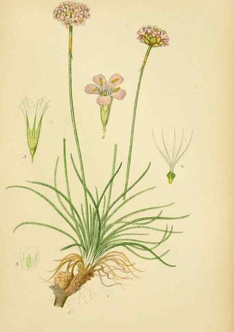 Reproducción/Reproduction 49157222388: Billeder af Nordens flora,. København,G.E.C. Gad,1901-1903 [i.e. 1907]. 